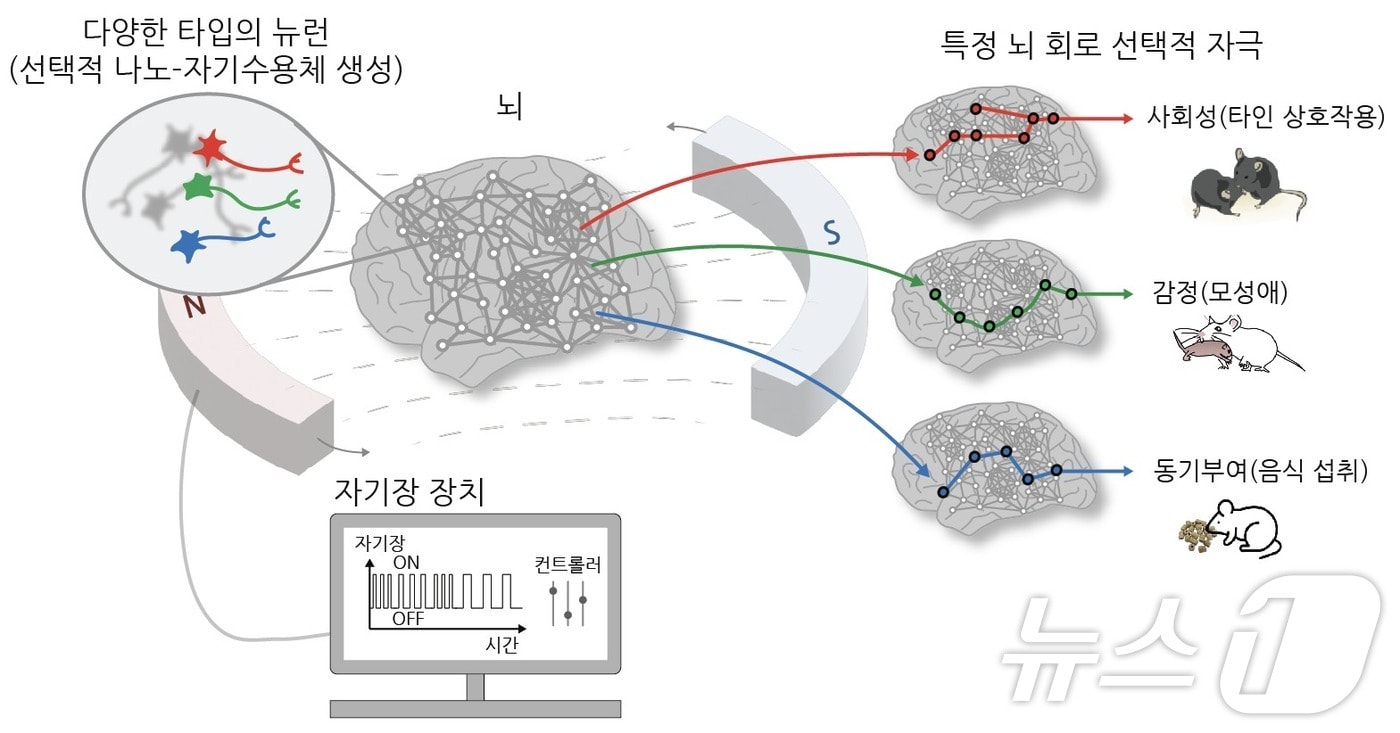 나노-MIND 기술 개요.&#40;IBS 제공&#41;/뉴스1