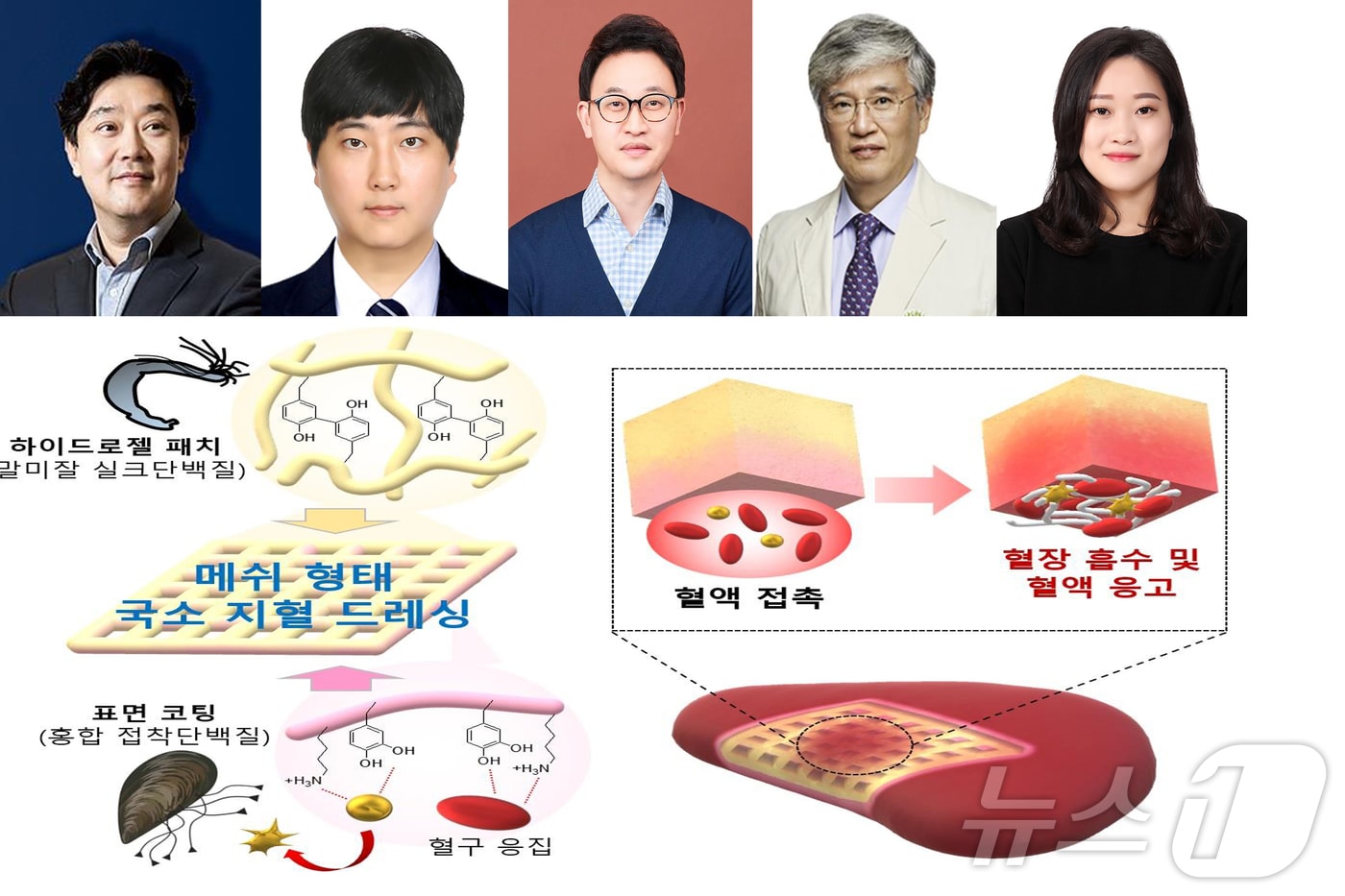 포스텍 화학공학과 융합대학원 차형준 교수와 이재윤 박사, 이화여대 주계일.가톨릭대 서울성모병원 이종원.김은진 연구원 공둉연구팀이 해양생물을 이용한 국소 지혈 드레싱을 개발했다.&#40;포스텍 제공&#41; 2024.7.4/뉴스1 