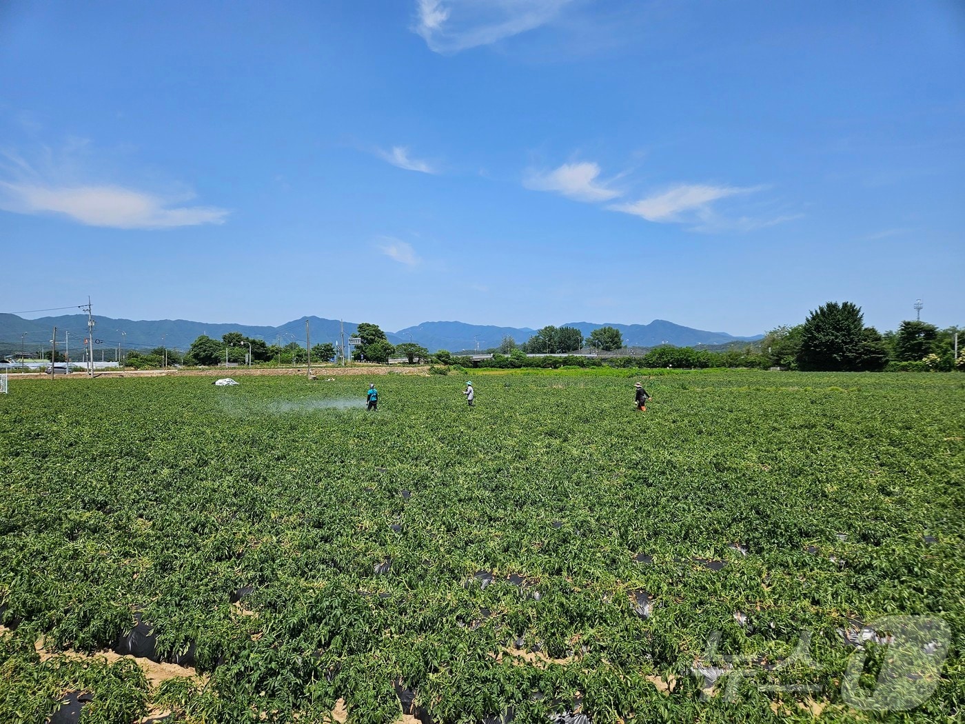 지난달 강원 춘천 서면 일대 감자밭.(사진은 기사와 관련 없음)ⓒ News1 DB 한귀섭 기자