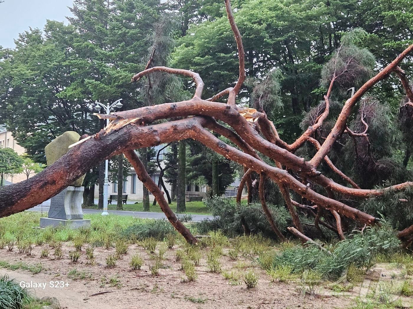 의림지 솔밭공원에 쓰러져있는 소나무.&#40;독자제공&#41;2024.7.9/뉴스1