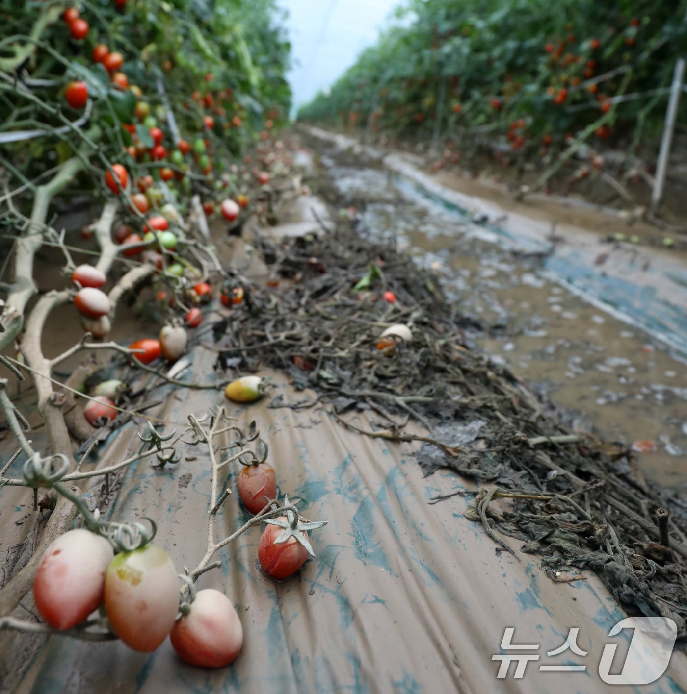 지난 9일 전북자치도 익산시 망성면 한 방울토마토 비닐하우스에 연일 내린 비로 인해 물이 차 있다. 2024.7.9/뉴스1 ⓒ News1 유경석 기자