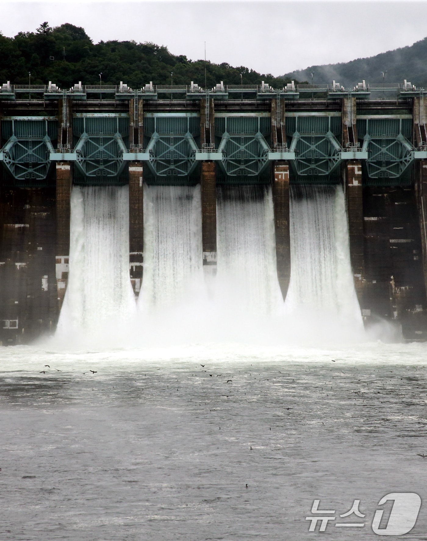 수문을 연 대청댐이 물을 방류하는 모습.(뉴스1DB)/뉴스1