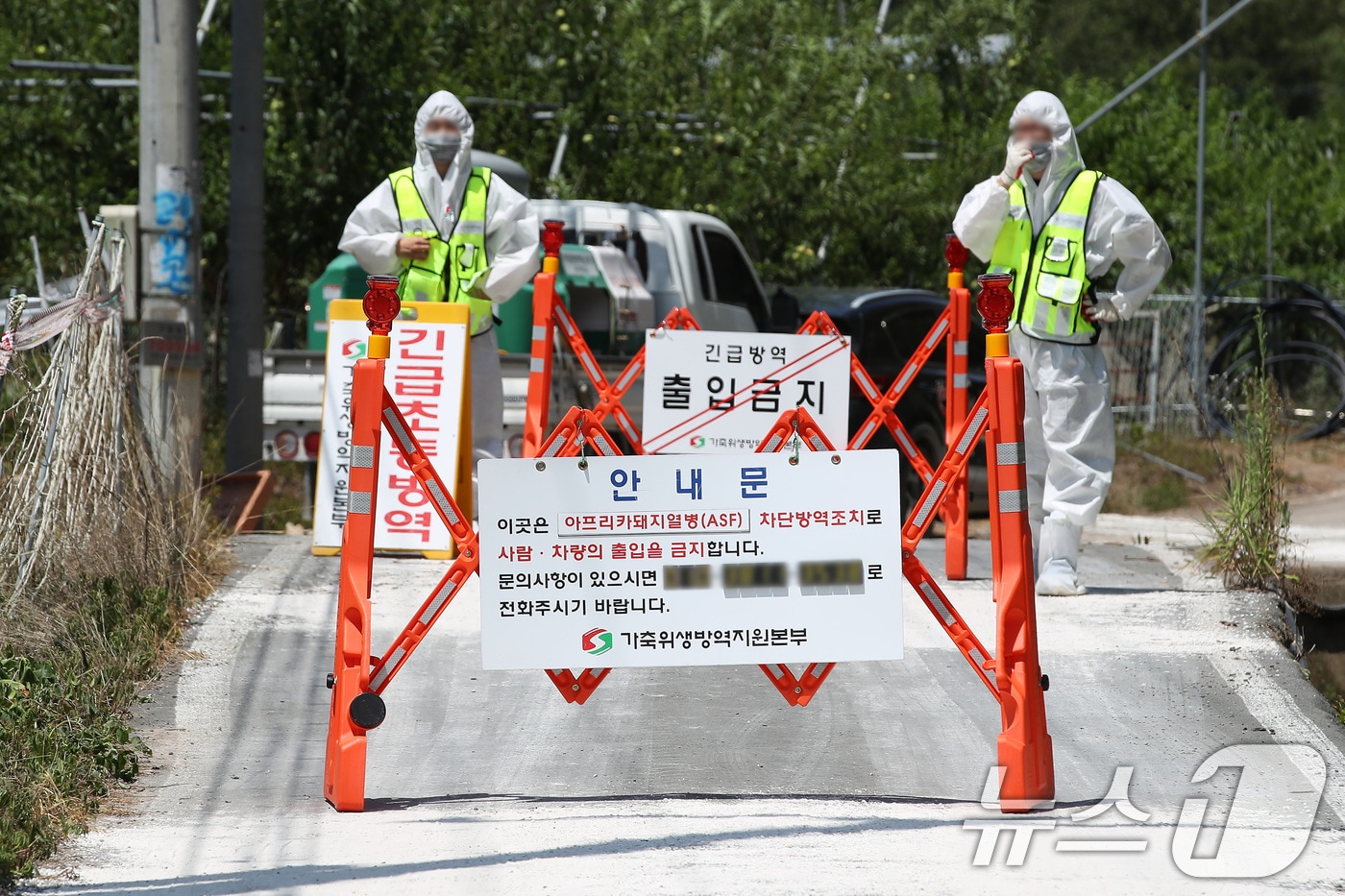 경북도는 3일 김천의 한 양돈농장에서 지난 2월 12일 발생한 아프리카돼지열병(ASF)은 ASF 유전자가 검출된 전북 익산의 한 사료 제조공장의 돼지 사료에서 원인이 발생한 것으로 보고 관련 사료를 전량 회수·폐기했다. 사진은 경북 영천의 한 양돈농가/뉴스1