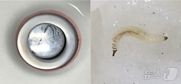 전주시가 여름철 시민들에게 안전한 식수를 공급하기 위해 수돗물 집중 관리에 나선다. 사진 왼쪽은 붉은곰팡이가 발생한 경우, 오른쪽은 나방파리 유충.(전주시 제공)/뉴스1