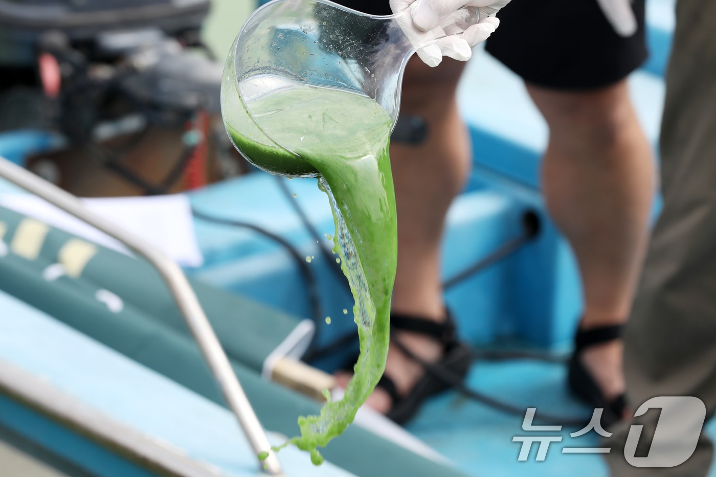 낙동강네트워크·대한하천학회·환경운동연합 구성원들이 19일 오전 경남 김해 대동선착장에서 낙동강 녹조 농도 분석 등 조사 계획을 밝히는 기자회견을 열고 녹조가 번식한 낙동강물을 투명 용기에 담은 뒤 다시 쏟아붓고 있다. 3개 환경단체는 이날부터 21일까지 낙동강 하구~영주댐 낙동강 전 구간에 대한 녹조 현황 조사에 나선다. 2024.8.19/뉴스1 ⓒ News1 윤일지 기자