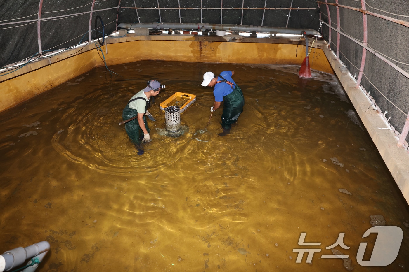 지난해 8월 고수온 피해가 발생한 양식장 모습.(뉴스1 자료 재판매 및 DB금지)ⓒ News1 최창호 기자