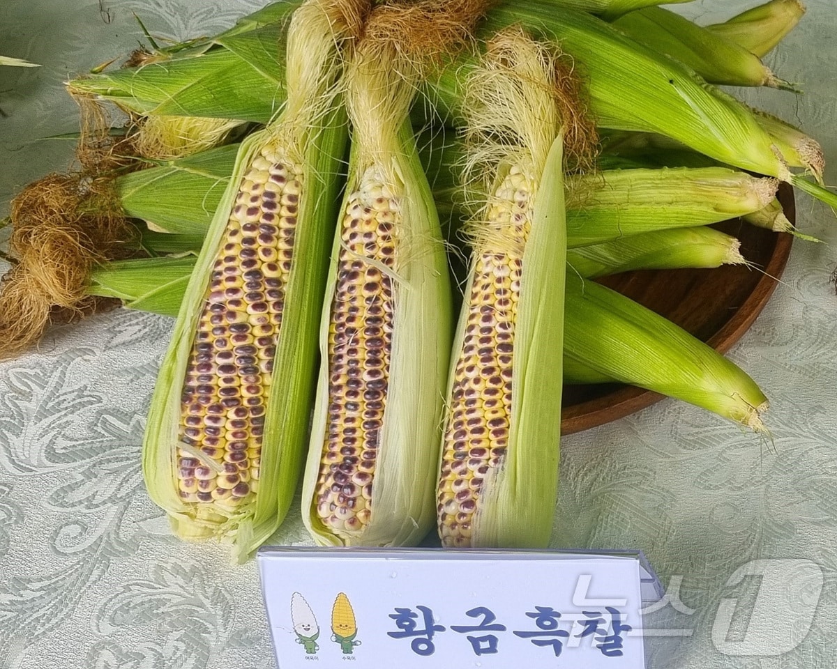  신품종 '황금흑찰' 옥수수(여수시 제공)2024.8.23/