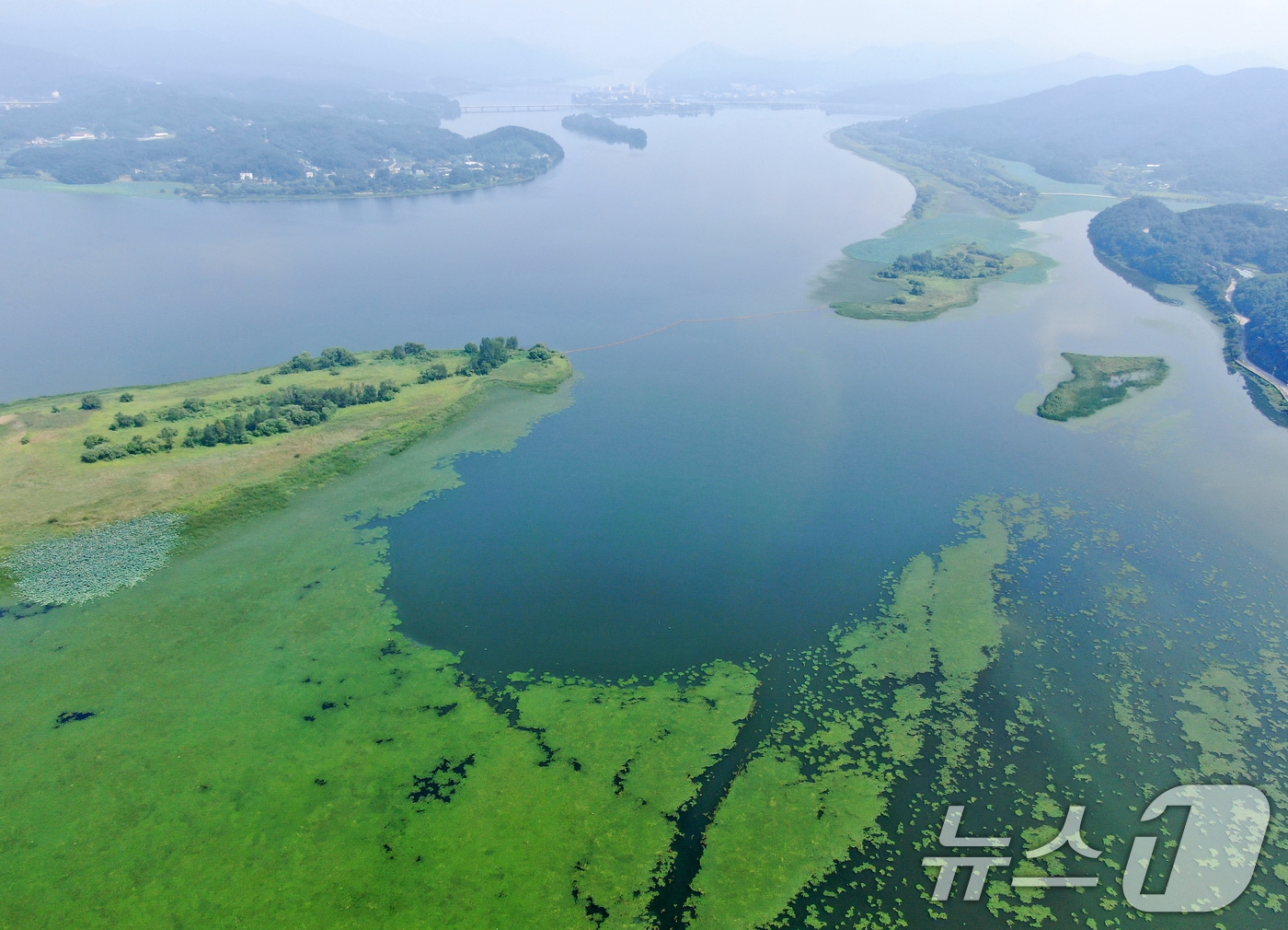 경기도 남종면 경기도수자원본부 선착장 일대가 녹조로 뒤덮여 있다. 2024.8.25/뉴스1 ⓒ News1 김진환 기자