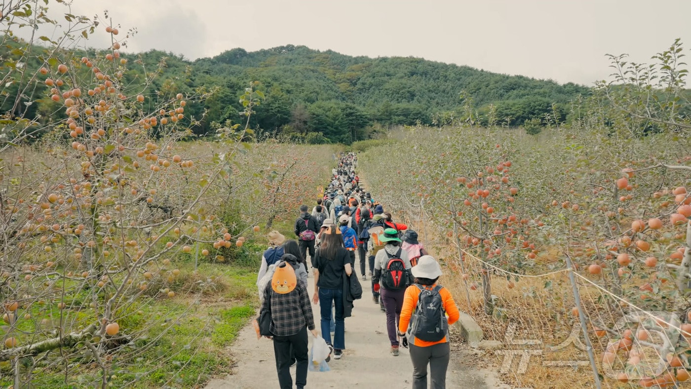 제1회 백두대간 가든하이킹 참여자들이 봉화지역 자랑인 사과밭길을 걷고 있다.&#40;한국수목원정원관리원 제공&#41; /뉴스1