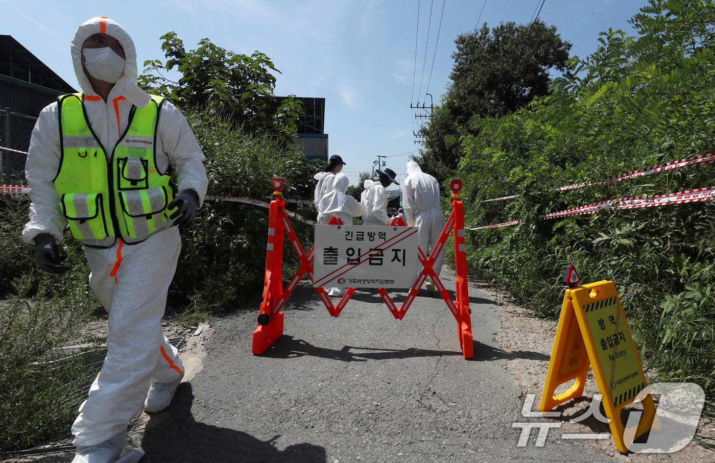 31일 경기도 김포시 한 양돈농가에 아프리카돼지열병(ASF)이 발병해 방역 관계자들이 출입을 통제하고 방역작업을 하고 있다. 2024.8.31/뉴스1 ⓒ News1 박세연 기자