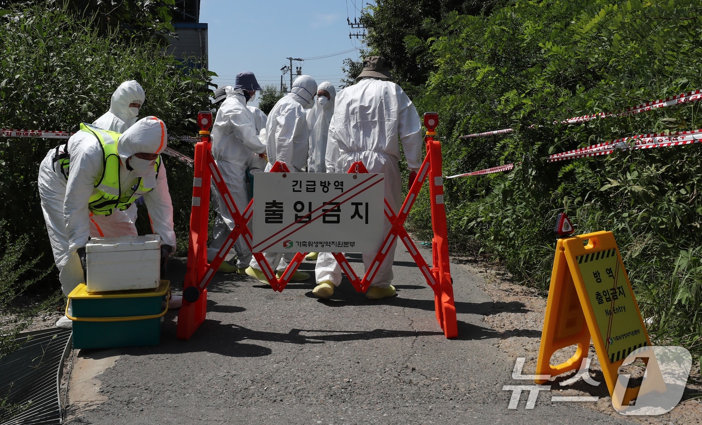 경기도 김포시 한 양돈농가에 아프리카돼지열병&#40;ASF&#41;이 발병해 방역 관계자들이 투입되고 있다.  ⓒ News1 박세연 기자