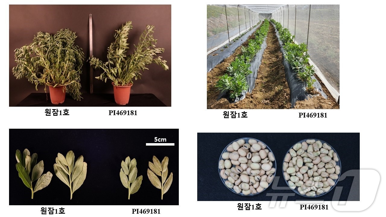 슈퍼푸드 잠두.&#40;한국원자력연구원 첨단방사선연구소 제공&#41;/뉴스1