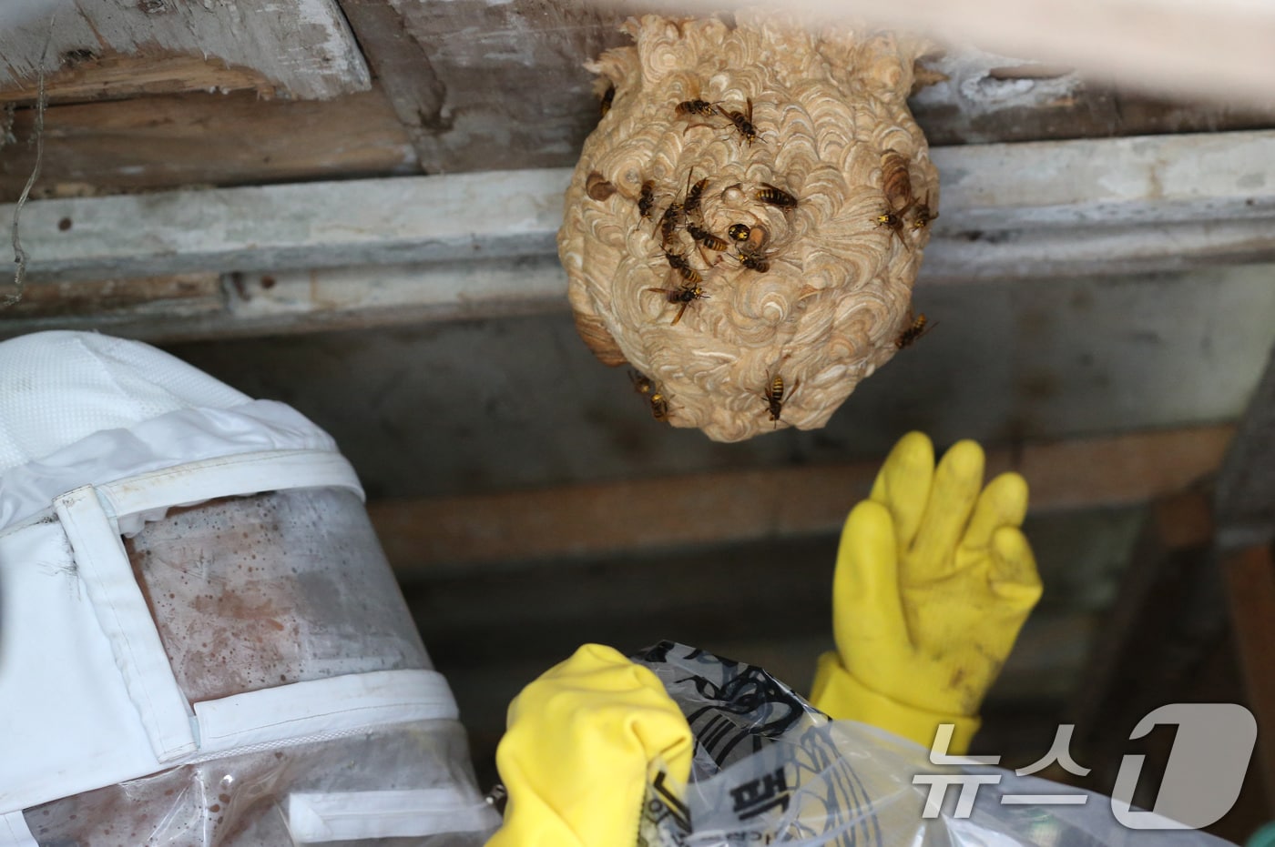 대덕소방서 소속 소방대원들이 말벌집을 제거하고 있다.2024.8.9/뉴스1 ⓒ News1 김기태 기자