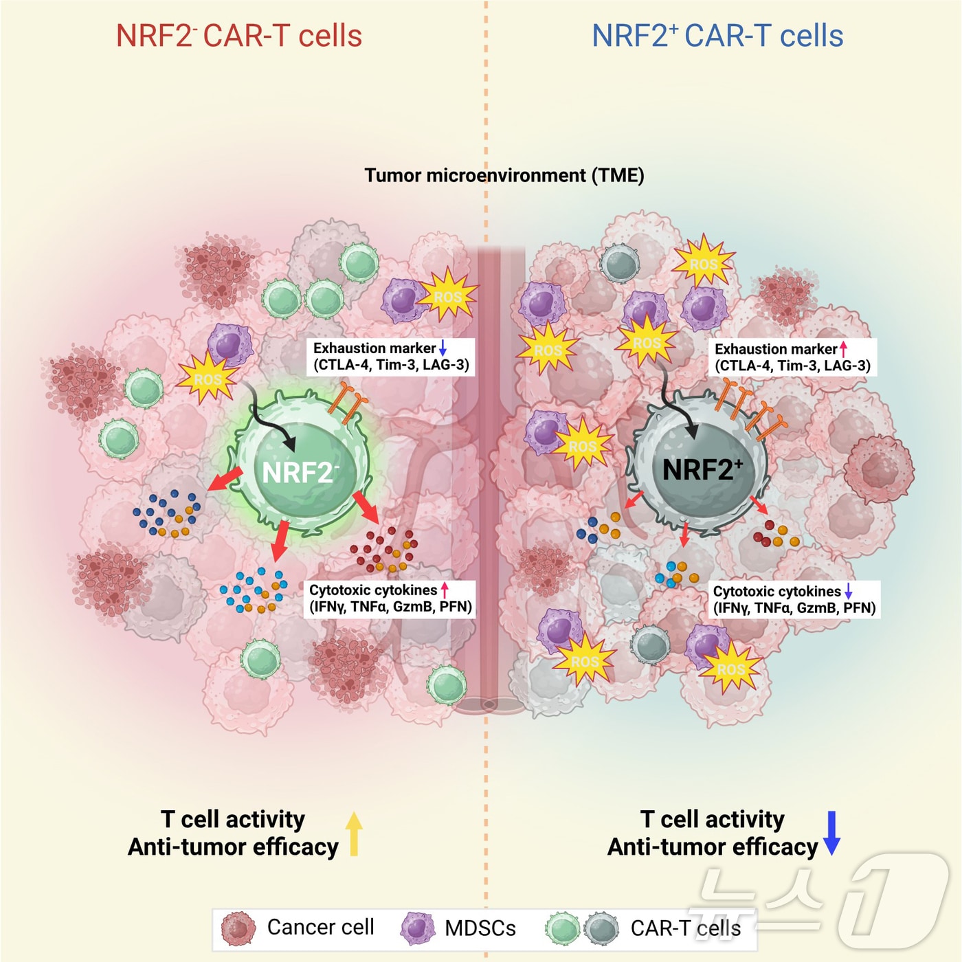 부산대 의과대학 융합의과학과 홍창완 교수 연구팀은 CAR-T 세포의 항암 면역반응에서 활성산소(ROS)에 반응하는 Nrf2 전사인자의 역할을 규명하고, 기존 혈액암뿐만 아니라 고형암에도 적용 가능한 CAR-T 세포 치료기술의 가능성을 확인했다고 12일 밝혔다. (부산대 제공)