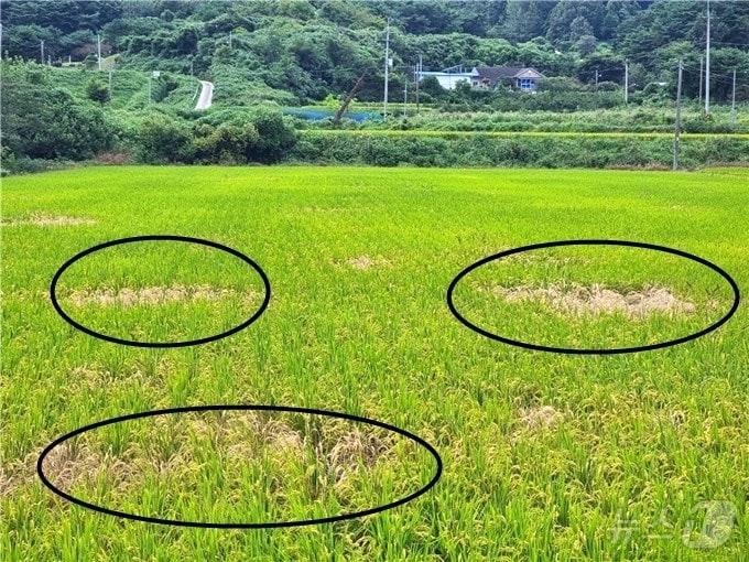 정읍시 농업기술센터는 벼 호숙기에 벼멸구 발생이 급증함에 따라 피해를 최소화하기 위해 농가에 신속한 방제를 당부했다. 벼멸구 피해를 입은 논&#40;정읍시 제공&#41;2024.9.13/뉴스1 