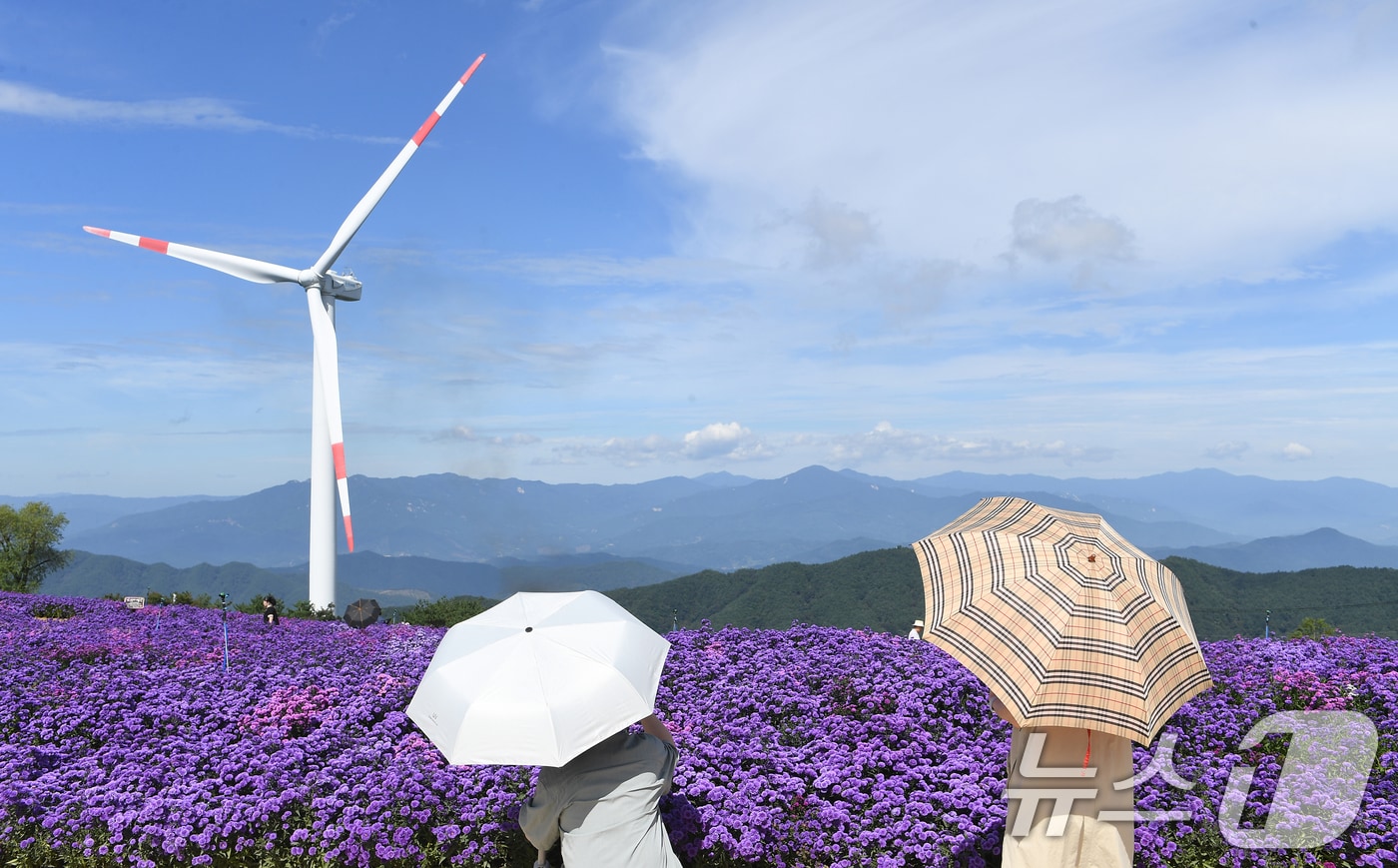 거창군 감악산 별바람언덕에서 관광객들이 활짝 핀 아스타꽃을 감상하고 있다. (거창군 제공) 2024.9.19/뉴스1