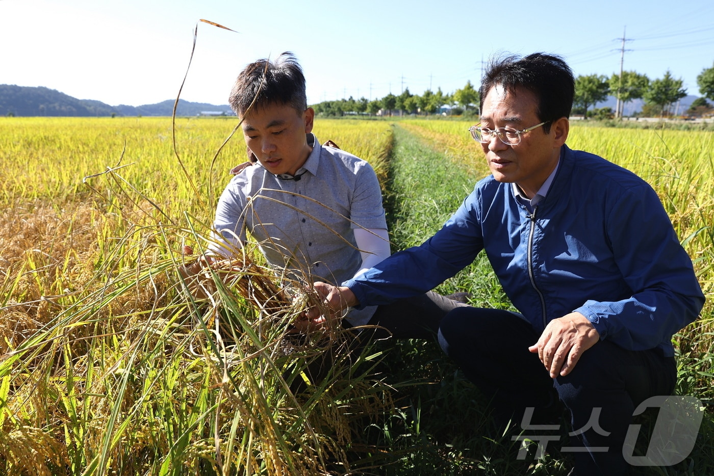 벼멸구 피해현장을 살펴보고 있는 강진원 전남 강진군수&#40;오른쪽&#41;. ⓒ News1