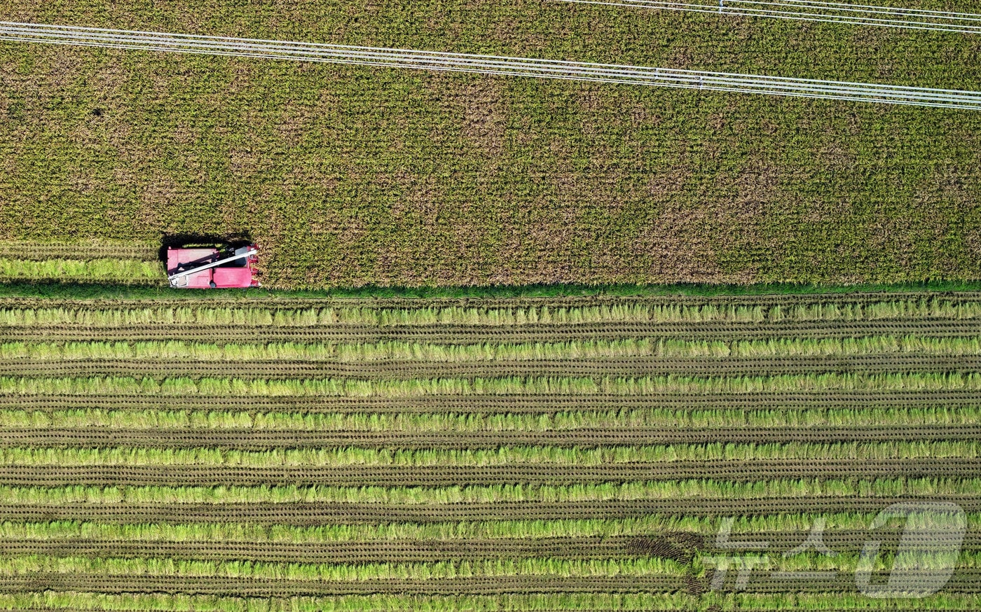 광주 북구 월출동 일대 들녘에서 한 농부가 콤바인으로 벼 베기를 하고 있다. /뉴스1 DB