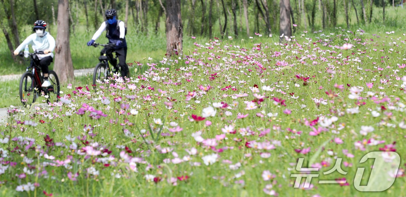 2일 경남 양산시 물금읍 황산공원에 활짝 핀 코스모스 옆으로 시민들이 자전거를 타고 있다. 2024.9.2/뉴스1 ⓒ News1 윤일지 기자