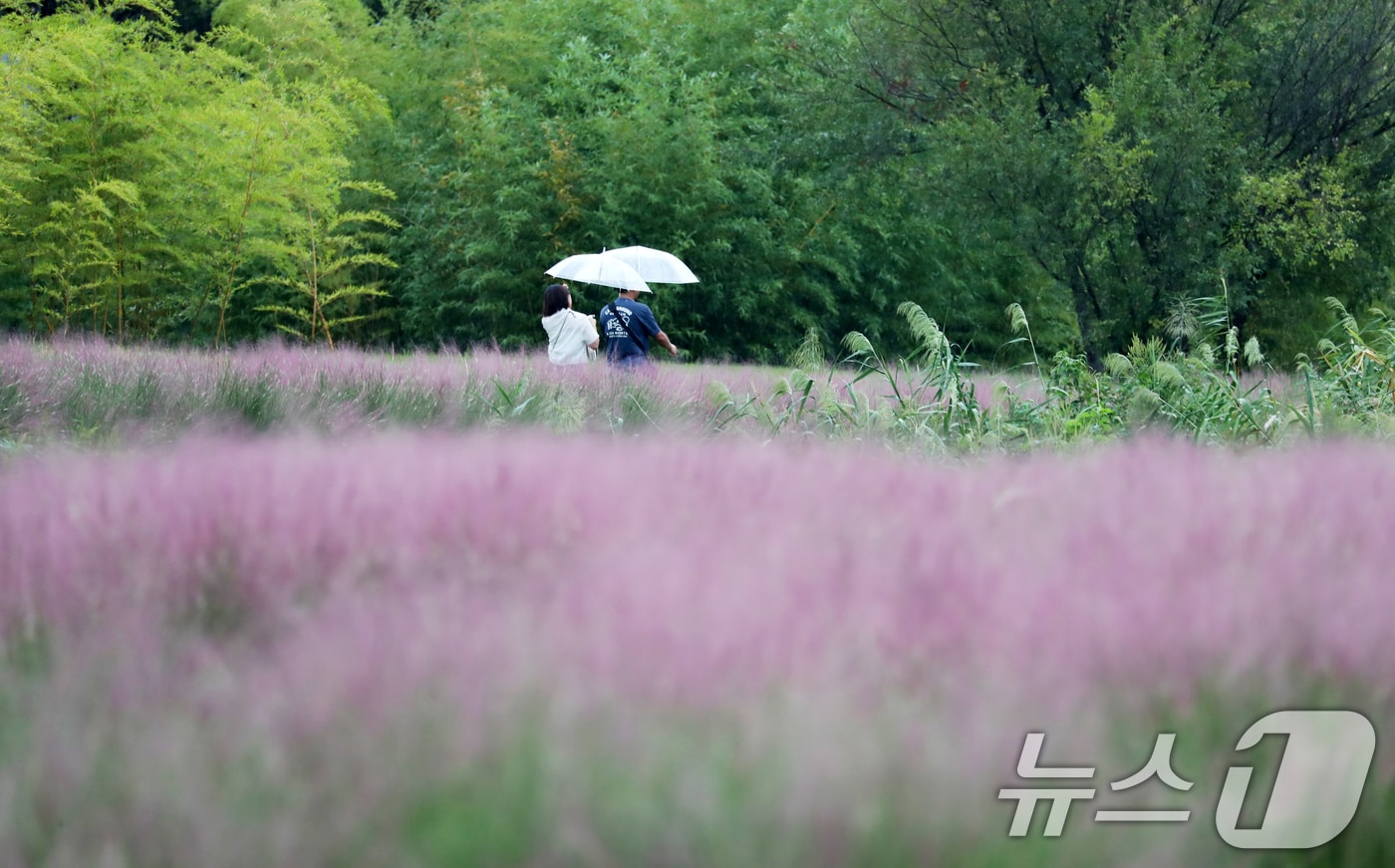 부산 강서구 대저생태공원에서 우산을 쓴 시민들이 핑크뮬리를 둘러보고 있다. /뉴스1 ⓒ News1 윤일지 기자