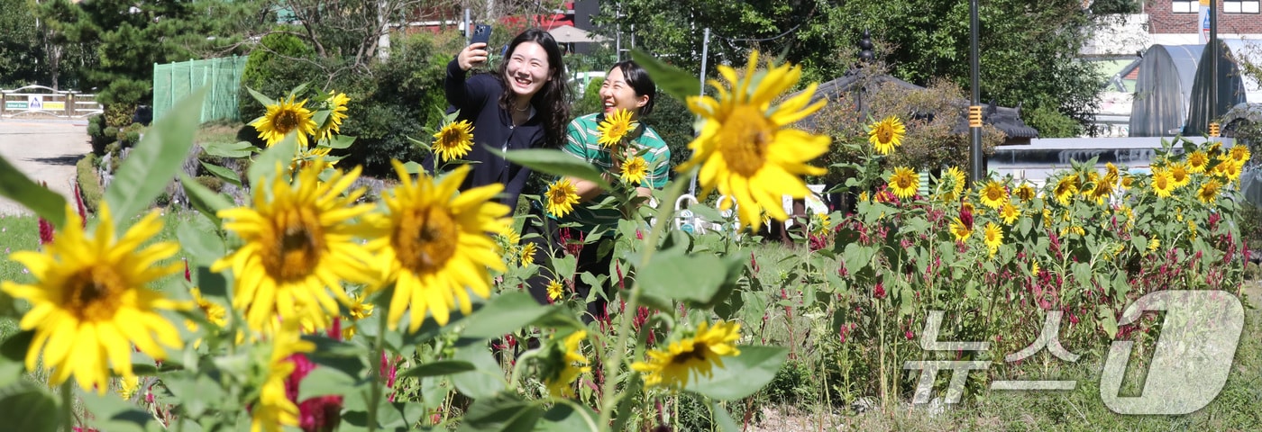 30일 대전·충남은 대체로 맑은 가운데 낮과 밤의 기온차가 10도 내외로 클 것으로 예보됐다. 대전 대덕구 장동만남공원 일원에서 시민들이 해바라기 사이로 걸으며 가을 정취를 즐기고 있다. /뉴스1 ⓒ News1 김기태 기자