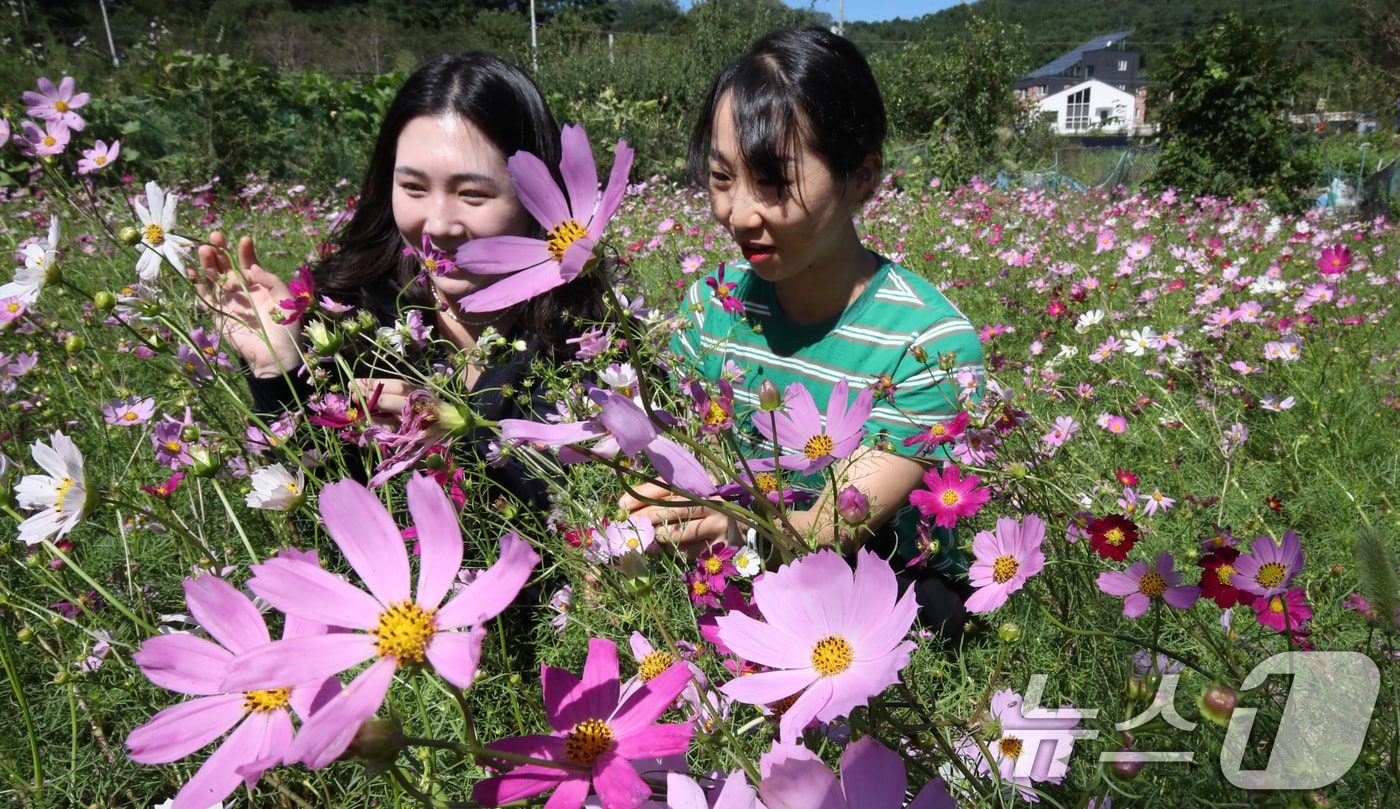 완연한 가을 날씨를 보인 23일 대전 대덕구 장동만남공원 일원에 코스모스가 만개해 있다. 2024.9.23/뉴스1 ⓒ News1