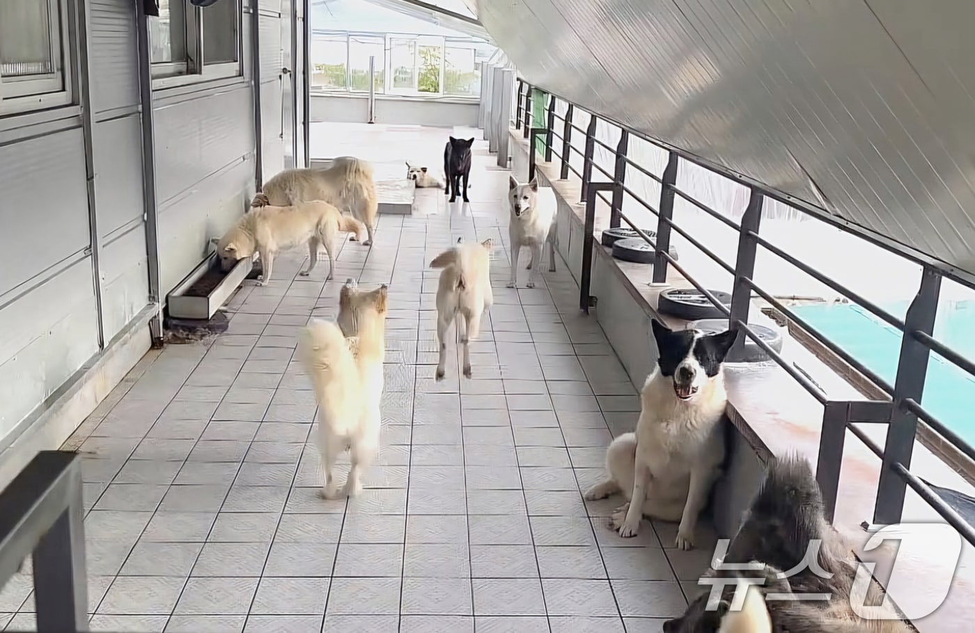 광주시 동물보호소 유기견.(광주시 제공. 재판매 및 DB 금지)