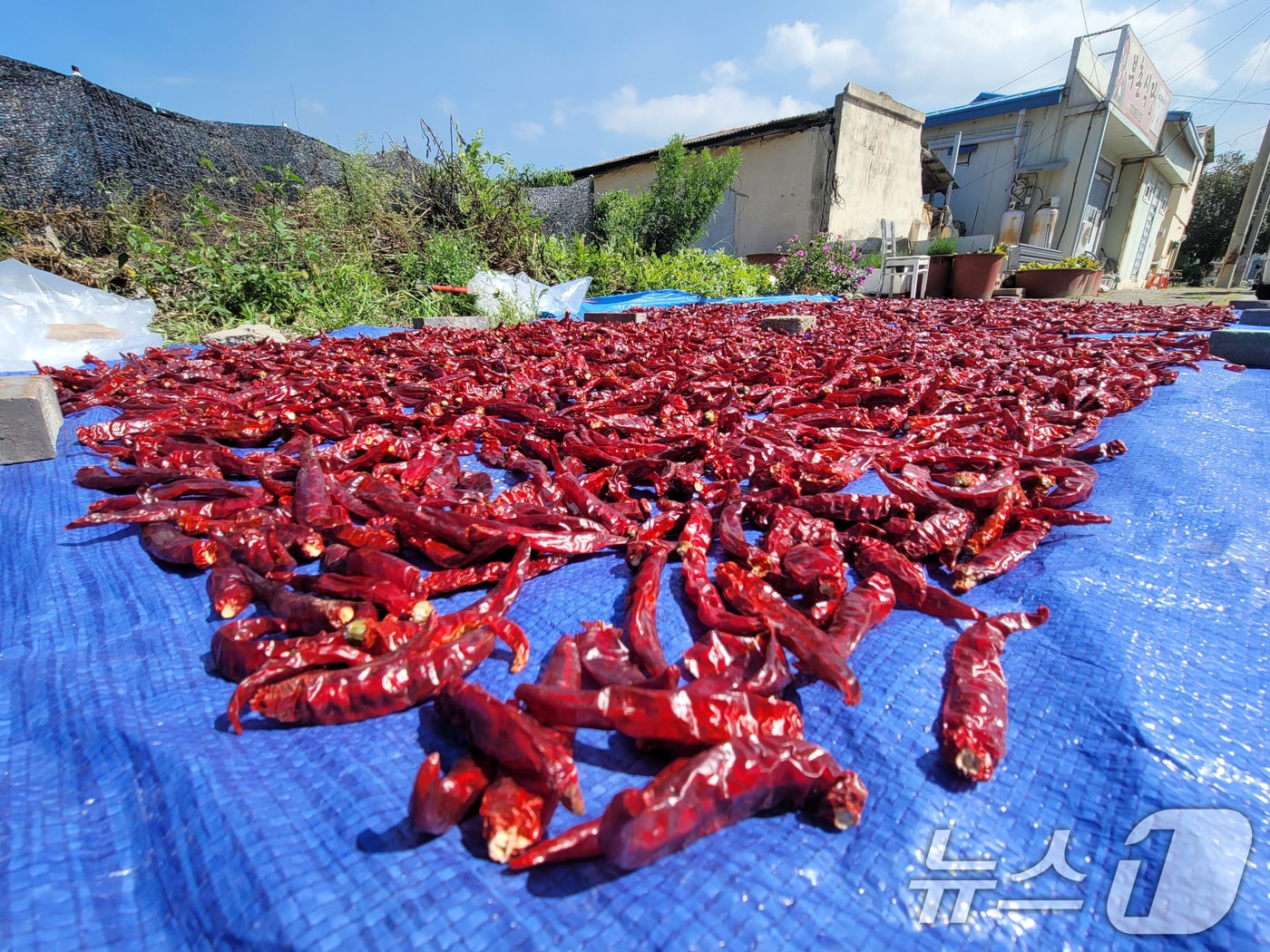 26일 오후 경북 포항시 북구 송도동 골목길에 한 농가가 수확한 고추를 햇볕에 말리고 있다. 2024.9.26/뉴스1 ⓒ News1 최창호 기자