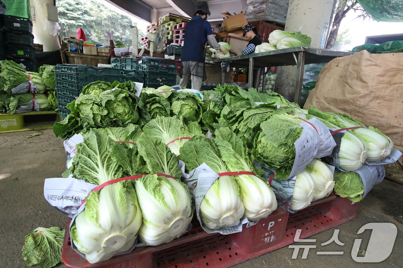 27일 대구 북구 농수산물도매시장에서 상인들이 강원도 고랭지에서 출하된 배추를 상품화하기 위해 겉잎을 잘라내 다듬고 있다.&#40;사진은 기사 내용과 무관함&#41; 2024.9.27/뉴스1 ⓒ News1 공정식 기자