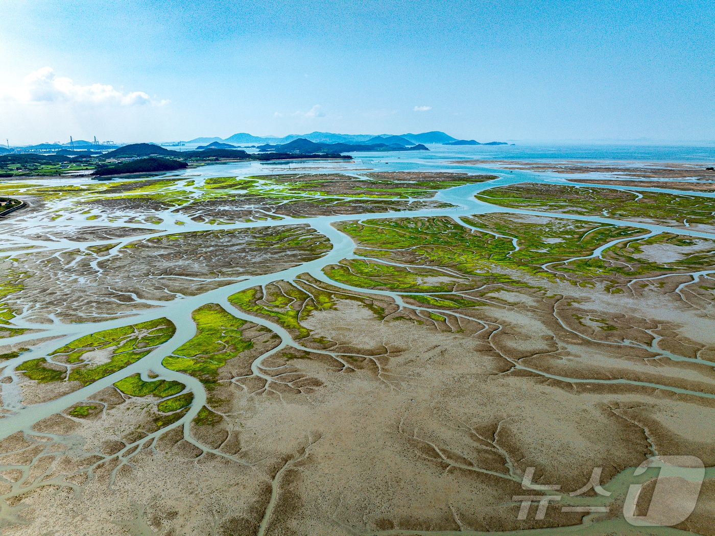 신안군 압해도 갯벌과 염생식물/ⓒ News1
