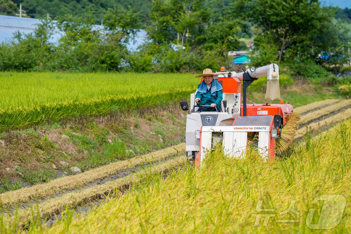 울산시가 쌀값 안정을 위해 전략작물직불금 신청 및 벼 재배면적 조정제를 연계 추진한다고 밝혔다. 사진은 참고사진. / 뉴스1 ⓒ News1 DB