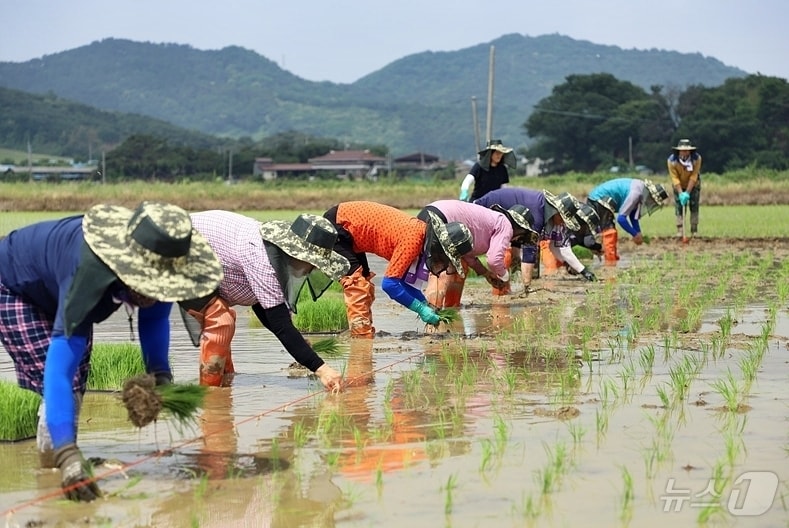 정읍시가 설 명절을 앞두고 농업인의 소득 안정을 위해 총 129억원 규모의 기본형 공익직불금을 지급한다. 모내기 사진(정읍시 제공)2025,1,13/뉴스1