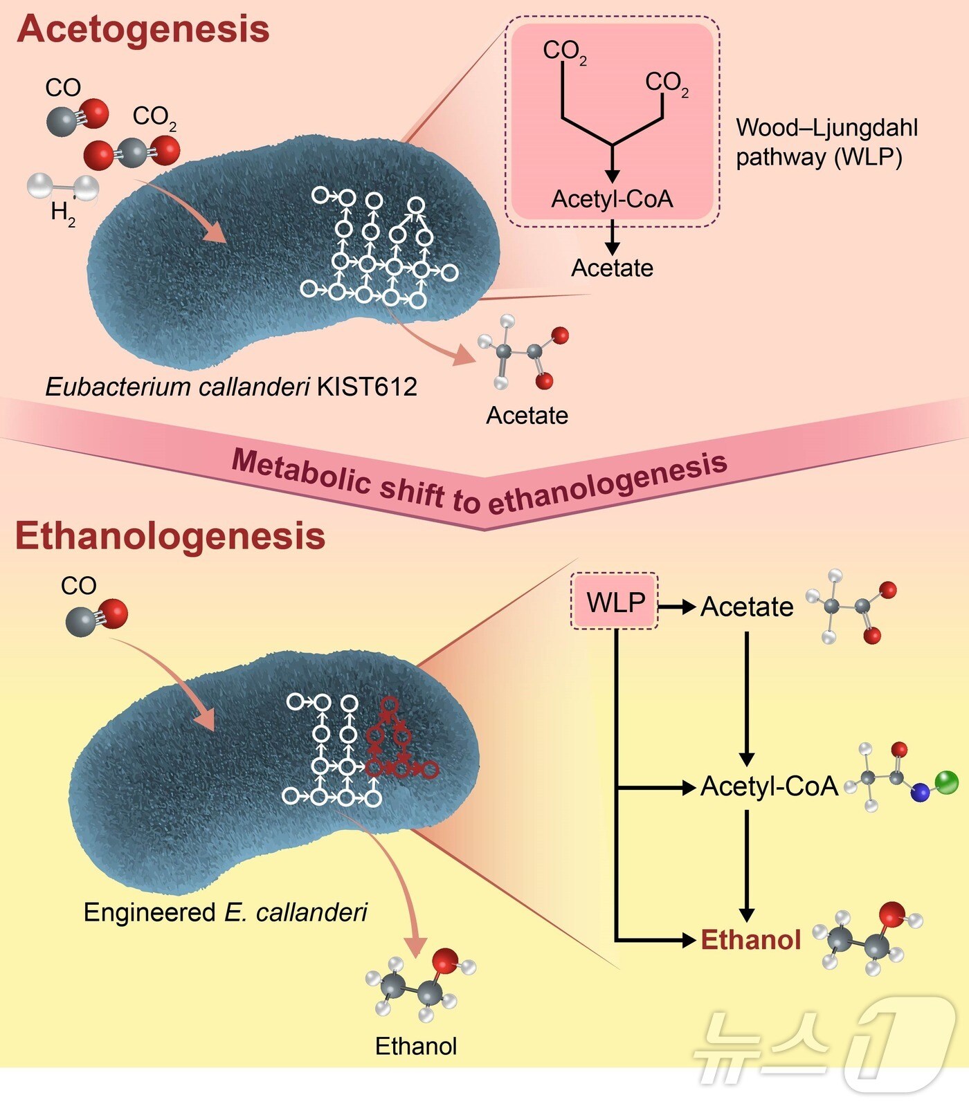 연구 모식도,(GIST 제공)/뉴스1