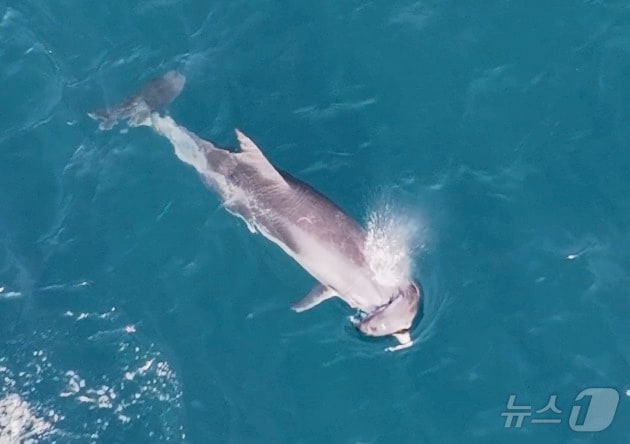 지난 14일 제주 대정읍 해상에서 포착된 남방큰돌고래가 주둥이에 죽은 새끼를 걸치고 유영하고 있다.(다큐제주 제공)