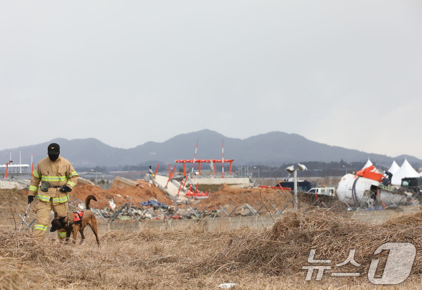 15일 전남 무안국제공항 여객기 참사 현장에서 소방소색견과 소방관이 활주로 인근을 수색하고 있다. 2025.1.15/뉴스1 ⓒ News1 박지현 기자