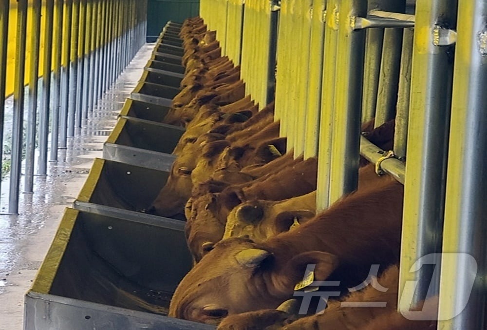 부안군은 유전능력이 우수한 고품질 한우 생산 기반 구축을 위해 한우 수정란 구입과 이식비 지원사업을 추진한다(뉴스1/DB)ⓒ News1