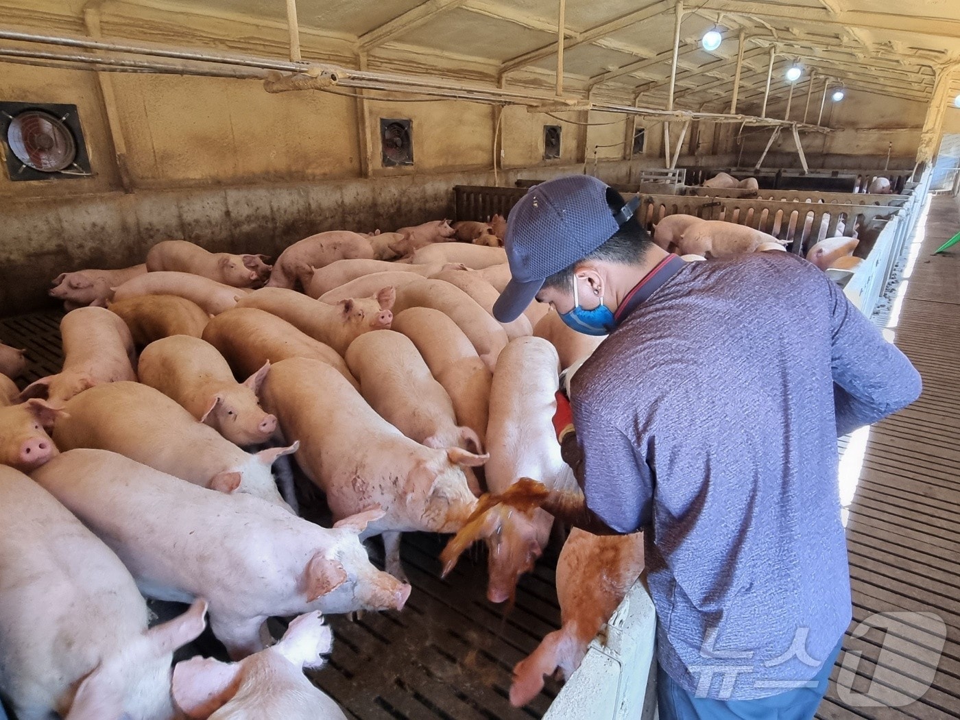 대마 추출물 축산 탈취제를 살포중인 양돈 농가 2025.1.16/뉴스1 신성훈 기자