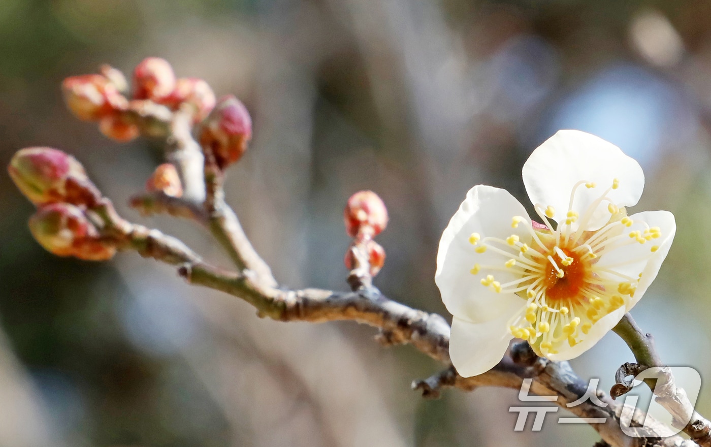 부산 동래구 복천동 한 매화나무에 매화꽃이 꽃망울을 터뜨리고 있다. (사진은 기사 내용과 무관함) 2025.1.20/뉴스1 ⓒ News1 자료 사진