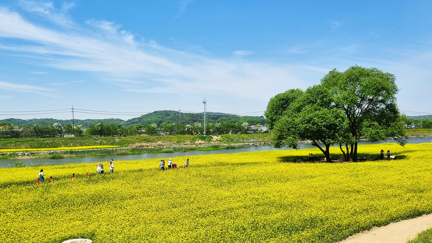 청주 유채꽃과 하늘 (청주시 제공)/뉴스1