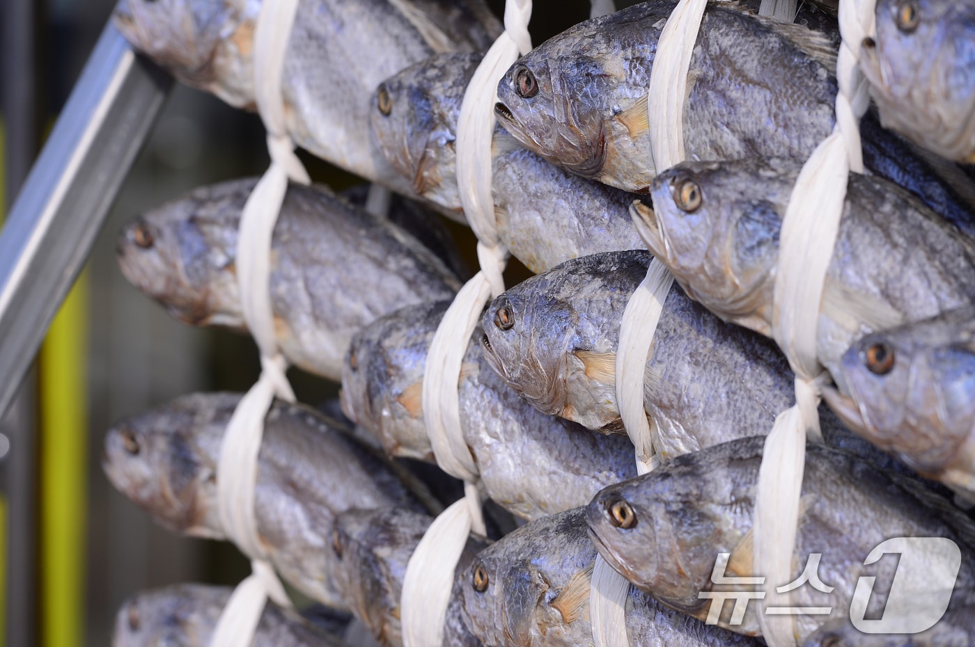 굴비 사진자료 ./뉴스1 ⓒ News1 DB