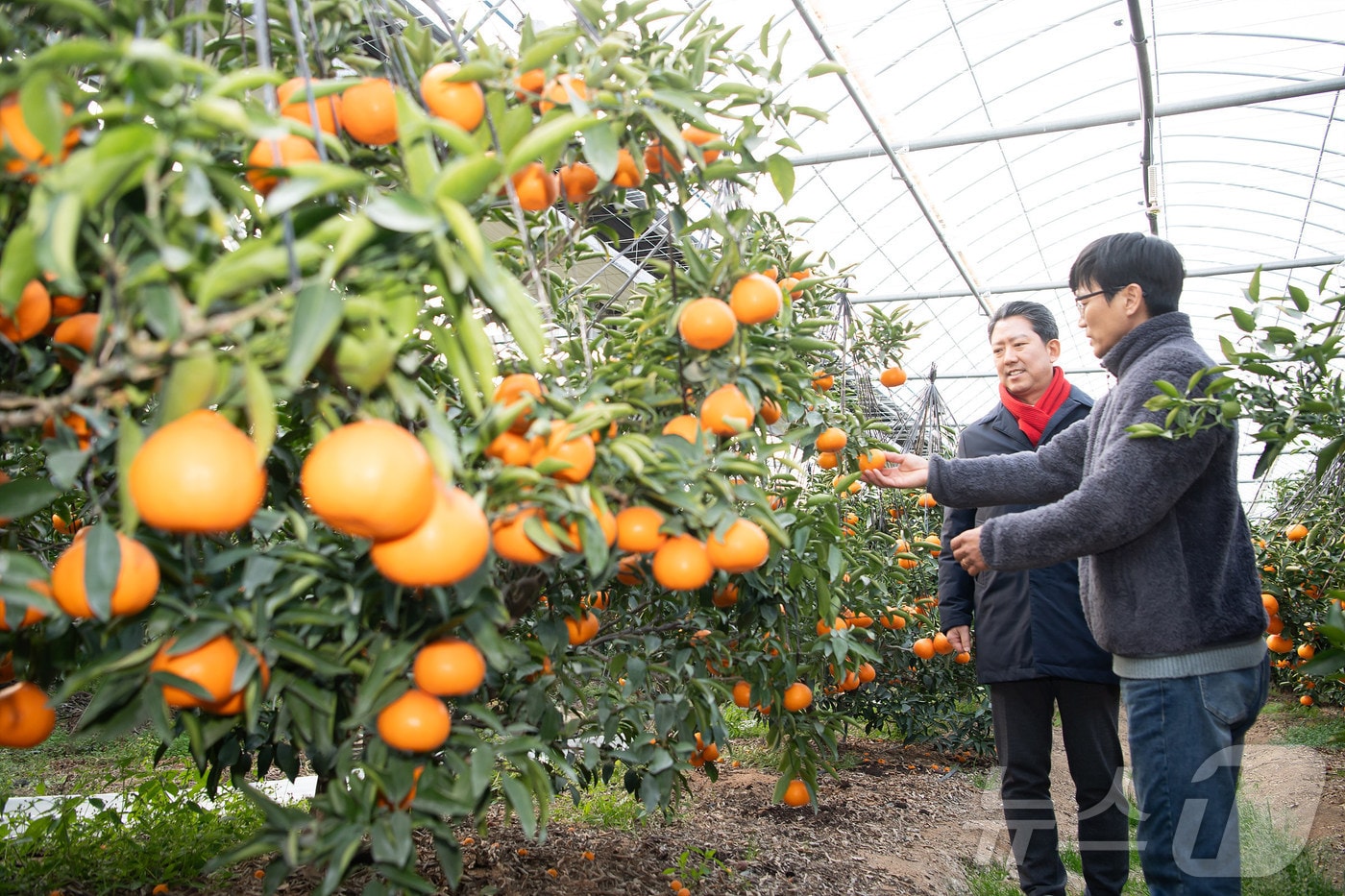 김장호 구미시장이 선샤인 농장 박휘진 대표와 천혜향 재배 상태를 살펴보고 있다. (구미시 제공) 2025.1.23/뉴스1