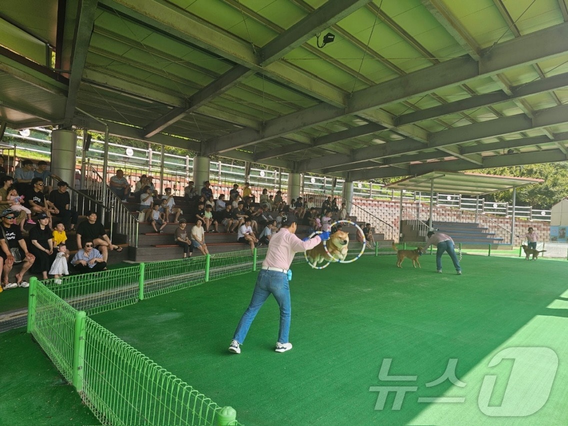 진도개 공연 장면(진도군 제공)/뉴스1 