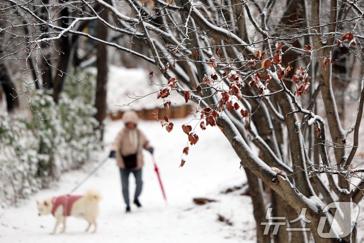 설 명절 연휴 사흘째이자 대설특보가 발효된 27일 오전 서울 백련근린공원에서 시민이 둘레길을 걷고 있다. 2025.1.27/뉴스1 ⓒ News1 황기선 기자