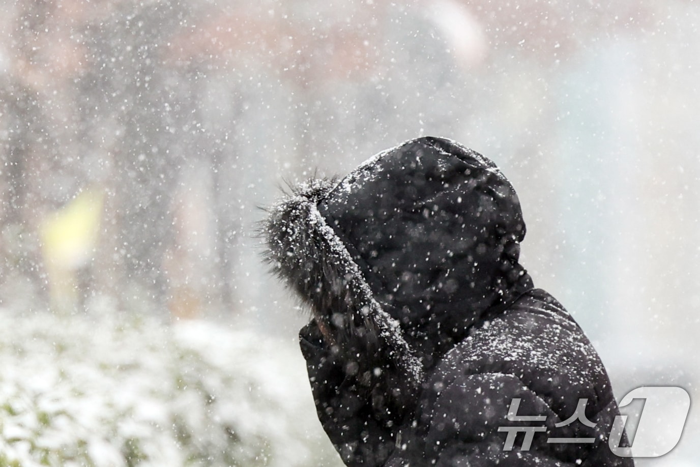 설 명절 연휴 사흘째이자 대설주의보가 발효된 27일 오후 서울 영등포구청 인근 도로에서 시민이 눈을 맞으며 발걸음을 재촉하고 있다. 2025.1.27/뉴스1 ⓒ News1 황기선 기자