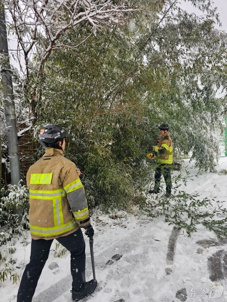 경북 구미와 상주와 영주, 북동 산지에 내려졌던 대설경보가 28일 헤제됐다. 이날 상주시 화동면에 16.1㎝의 눈이 내려 도로 옆 나무가 쓰러져 소방당국이 안전조치를 하고 있다. (경북소방본부 제공)