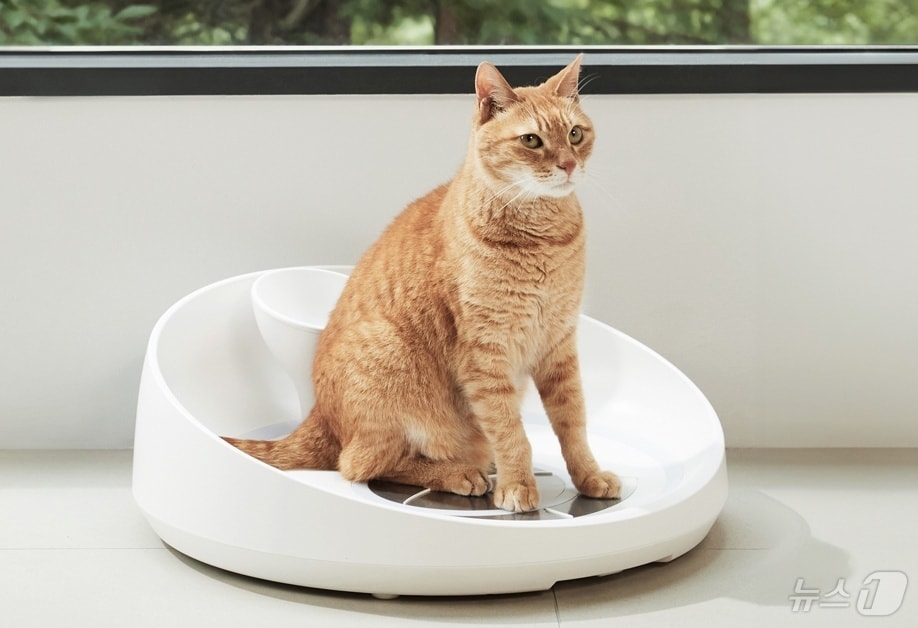 리틀캣, 프랑스 제약사·수의대와 고양이 체성분 측정기 공동연구 - 뉴스 썸네일 이미지