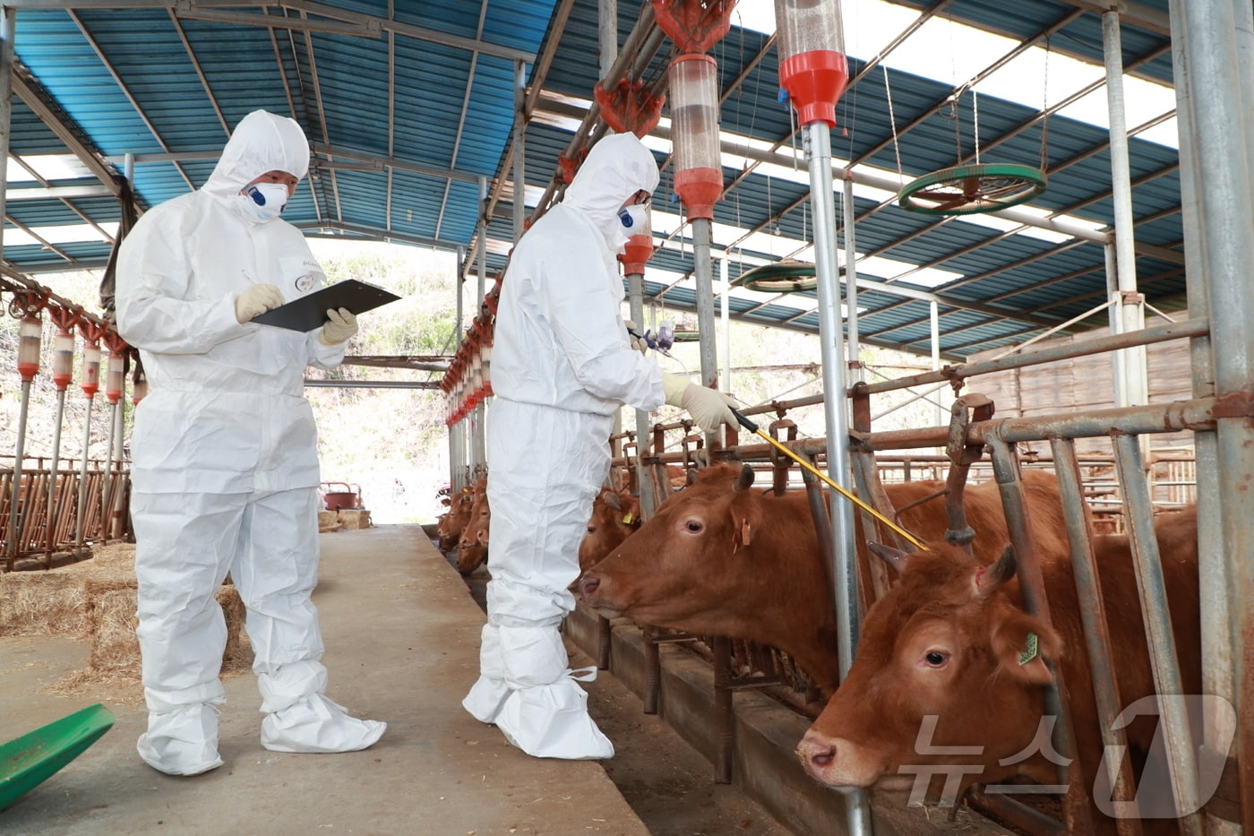 예천군 구제역 백신 무료접종 &#40;예천군 제공&#41;2025.1.31/뉴스1