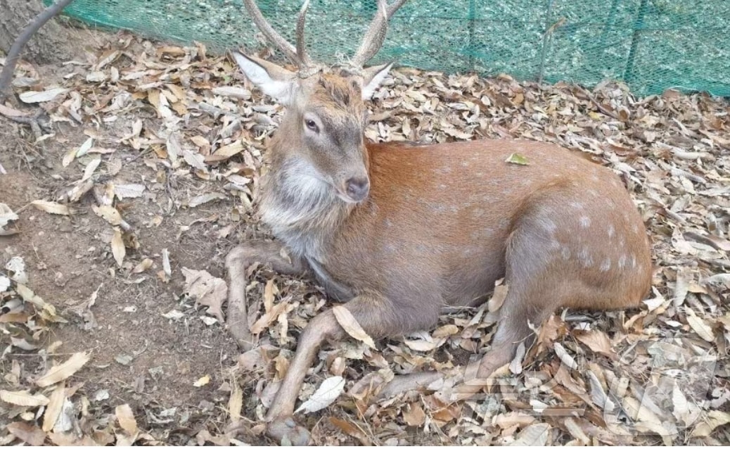 지난해 11월 수원시의 공원과 산책로에서 시민들을 잇따라 공격한 뒤 3일만에 포획된 사슴. &#40;수원시 제공&#41;