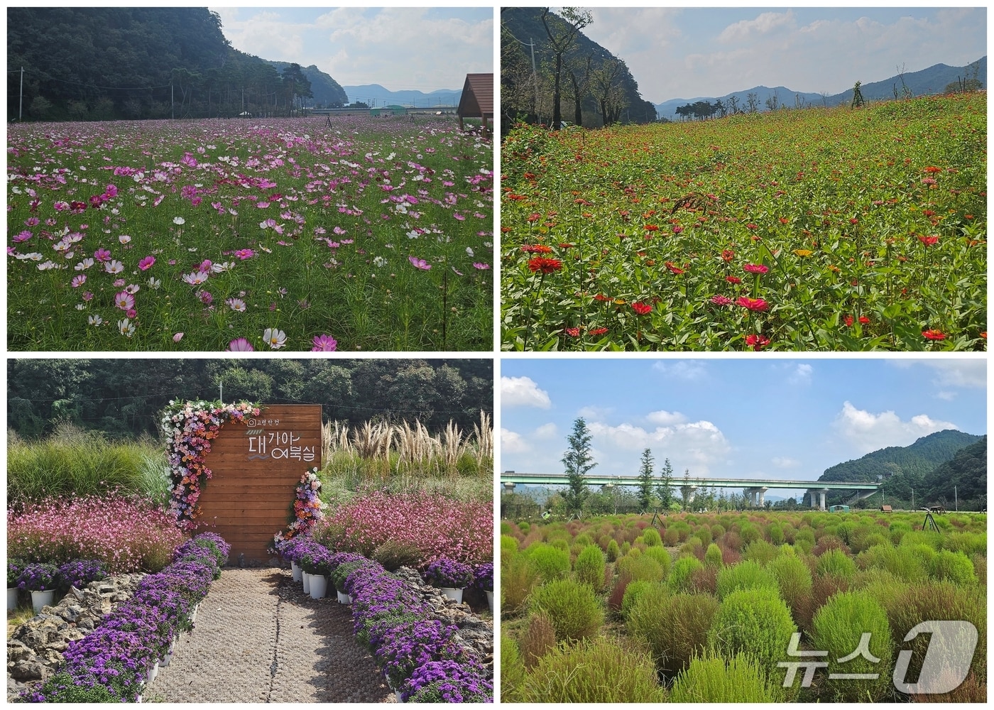 고령 대가야 어북실 꽃밭 모습(고령군 제공. 재판매 및 DB금지)/뉴스1
