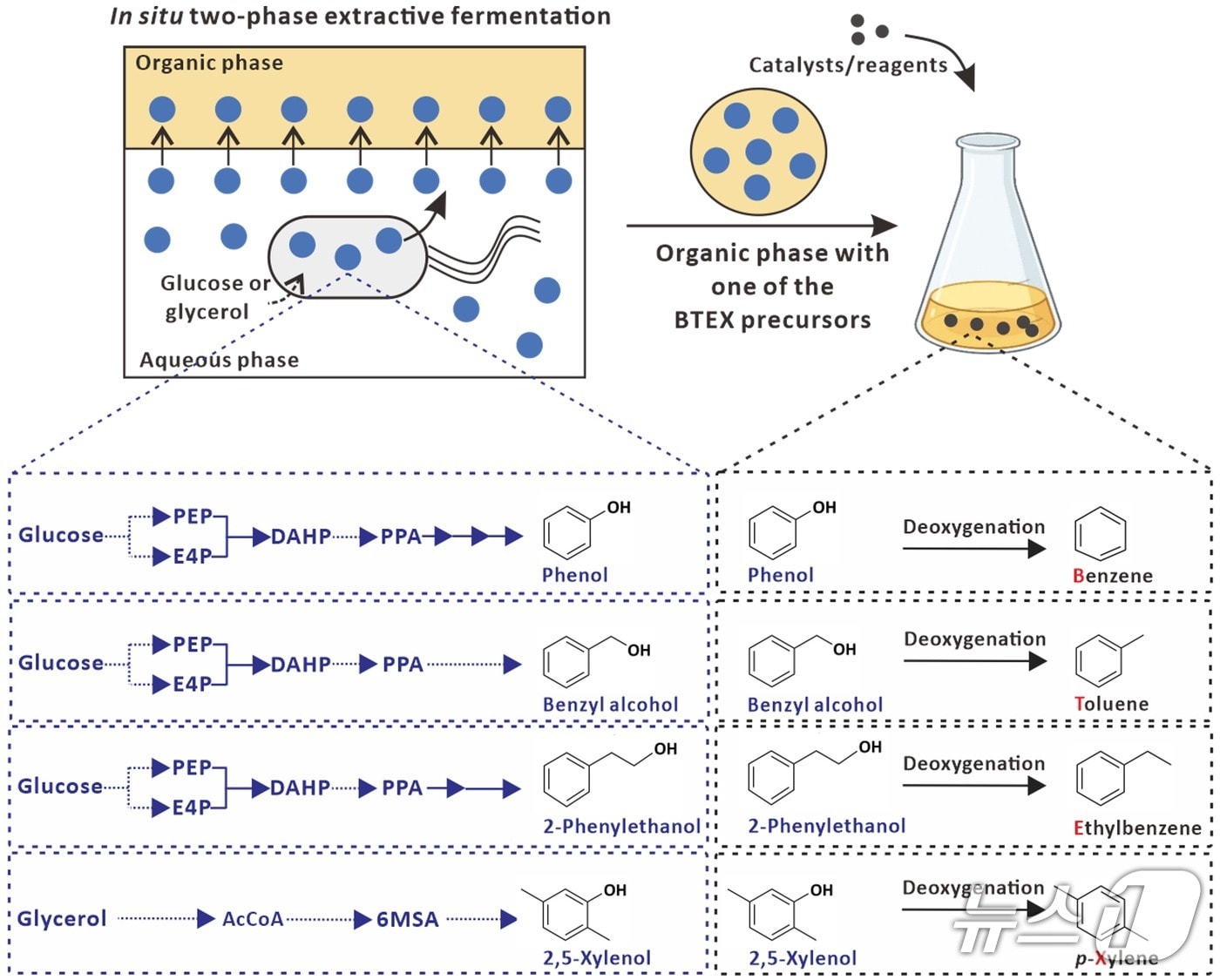 미생물 공정과 화학적 공정을 결합한 포도당과 글리세롤로부터의 BTEX 생산 공정 요약도(KAIST 제공) /뉴스1